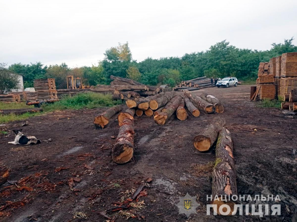 У порушників лісового законодавства буковинські поліцейські вилучили майже 200 колод дерев невідомого походження