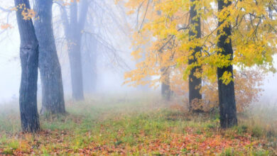 осінь - бабине літо