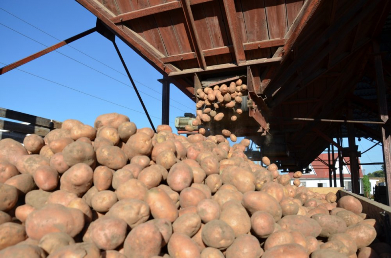 Тернопільське підприємство збільшує виробництво чіпсової картоплі