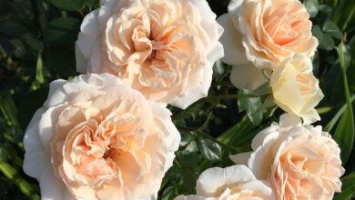 На фото троянда від Наталья Рози Флоранова