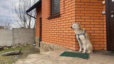 Ріні не хоче йти в притулок, лише взяла в них їжу, і залишилась чекати на повернення хазяйки