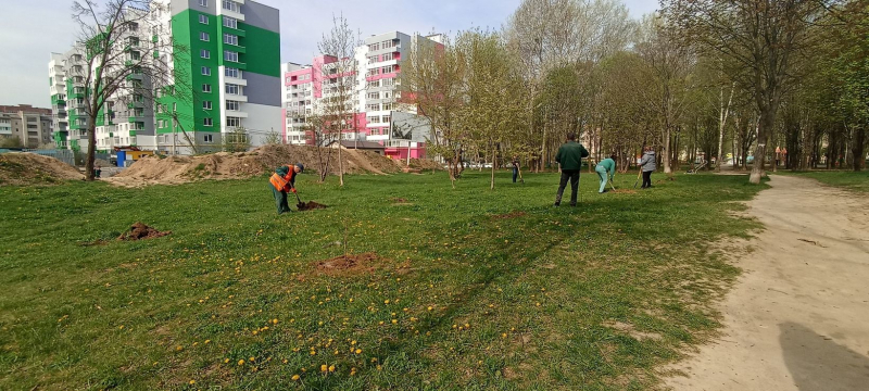 Завдяки Екобюро УГКЦ у Луцьку висадили 29 дерев