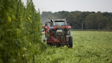 Перший індустріальний екопарк «HEMPY UA» з’явився на Рівненщині.