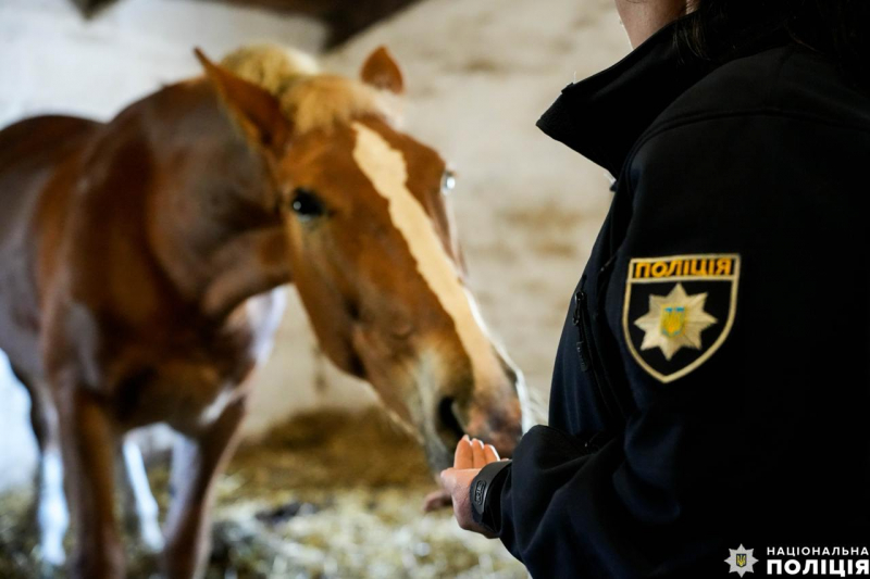  Кінна терапія: поні Зефір та кінь Куба допомагають пораненим військовим знайти внутрішній спокій 