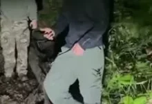 Киянин рятувався від ведмедиці на дереві під час спроби незаконно перетнути кордон