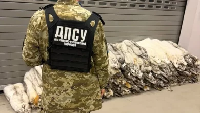 На пункті пропуску «Грушів» вилучили 120 незадекларованих шкурок песця