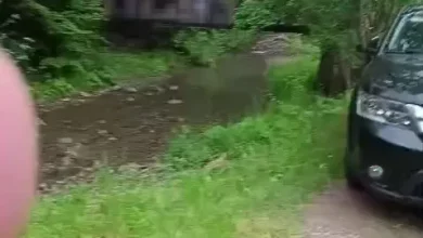 У селі Виженка група дітей впала з дерев’яного мосту під час екскурсії