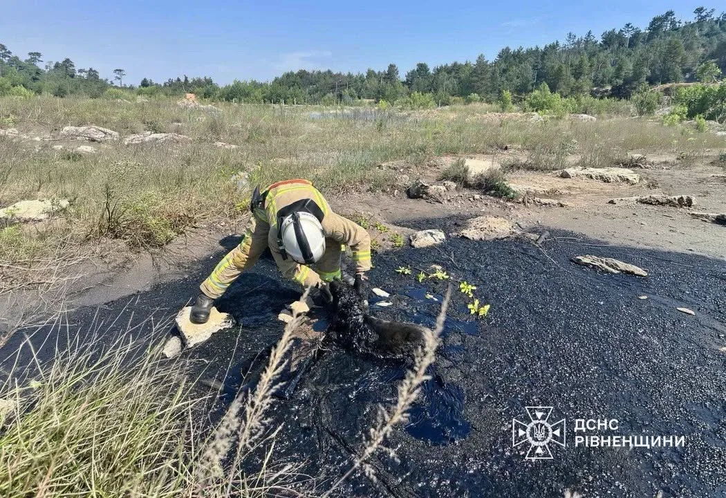 На Рівненщині рятувальники дістали собаку з ями зі смолою