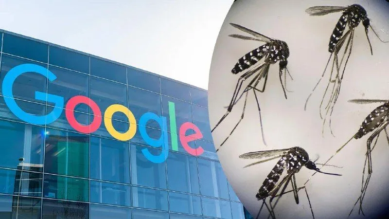 Google планує випустити до 32 мільйонів заражених комарів у США