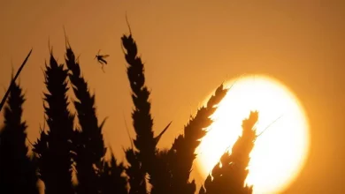 У Німеччині попередили про рекордну спеку до 44 градусів