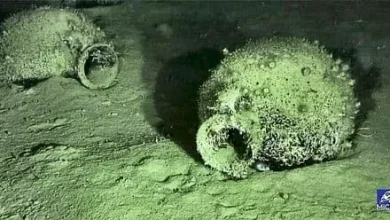 У Середземному морі знайшли запечатані давньогрецькі амфори з вином