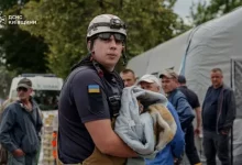 Рятувальники врятували двох котів після російських обстрілів Вишневого та Києва
