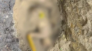 Нацполіція показала ексгумовані тіла двох братів, убивство пов’язують із комбригом 155-ї бригади