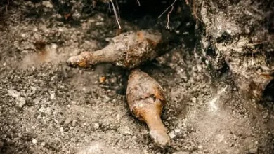 На Тернопільщині біля Монилівки виявили 17 боєприпасів часів Другої світової