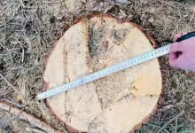 На Волині повідомили про підозру сільській голові через незаконну рубку лісу на майже 3 млн грн
