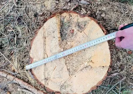 На Волині повідомили про підозру сільській голові через незаконну рубку лісу на майже 3 млн грн