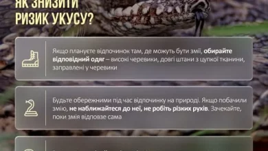 В Україні з березня до серпня зареєстровано 30 звернень через укуси змій