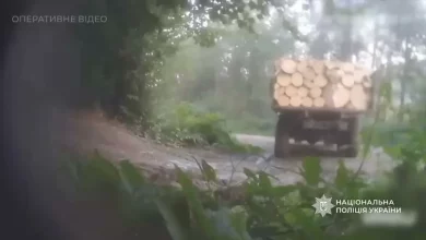 На Закарпатті повідомили про підозру членам ОЗГ за незаконну вирубку лісу на понад 5,8 млн грн