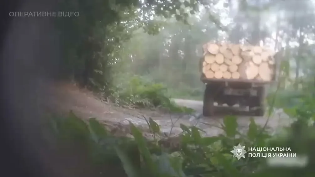 На Закарпатті повідомили про підозру членам ОЗГ за незаконну вирубку лісу на понад 5,8 млн грн