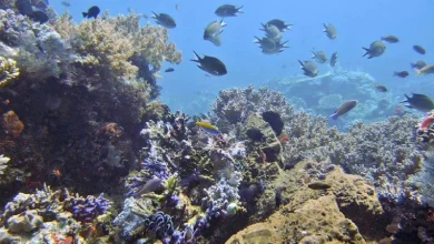 Дослідження IUCN: 96% коралових рифів світу опинилися під загрозою зникнення