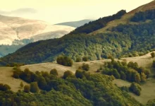 На Закарпатті ДП «Ліси України» зобов’язали встановити межі охорони для понад 2 тис.